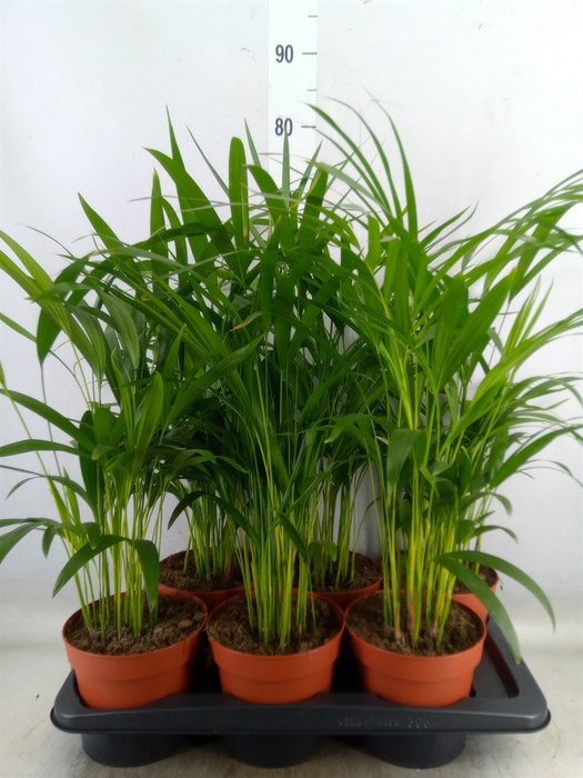 <h4>Dypsis lutescens   ...Chrysalidoca</h4>