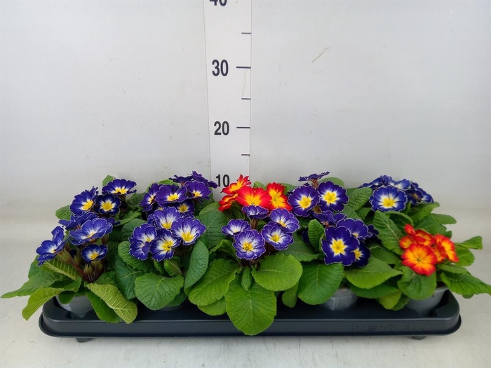<h4>Primula ac.   ...mix</h4>