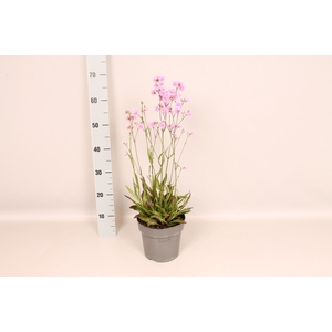 vaste planten 19 cm  Lychnis Petit Jenny