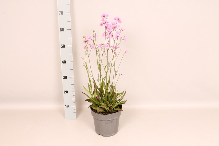 <h4>vaste planten 19 cm  Lychnis Petit Jenny</h4>