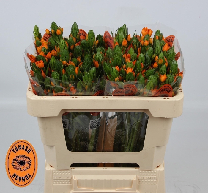 <h4>ORNIT DB SUNSHINE</h4>