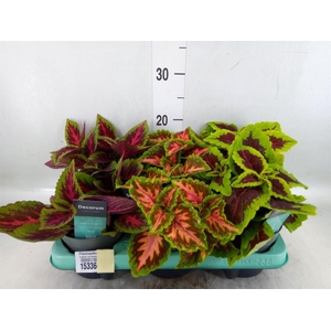 Plectranthus col.   ...mix