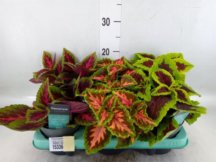 <h4>Plectranthus col.   ...mix</h4>