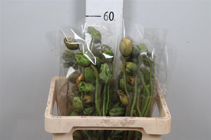 <h4>Papa Nu Pop Bus Gem</h4>