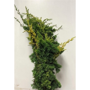 CONIFEER JUNIPERUS