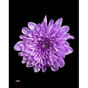 Chr T Altaj Pastel Milka