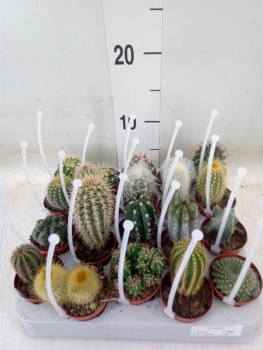 <h4>Cactus   ...mix</h4>