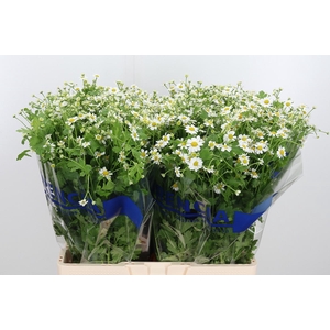 Tanacetum Pa Single Vegmo