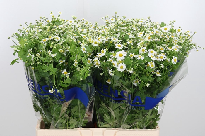 <h4>Tanacetum Pa Single Vegmo</h4>