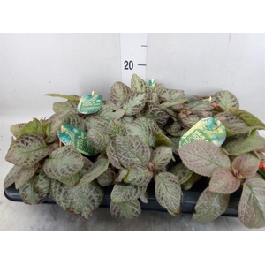 Episcia cupreata 'Tierra Plata'