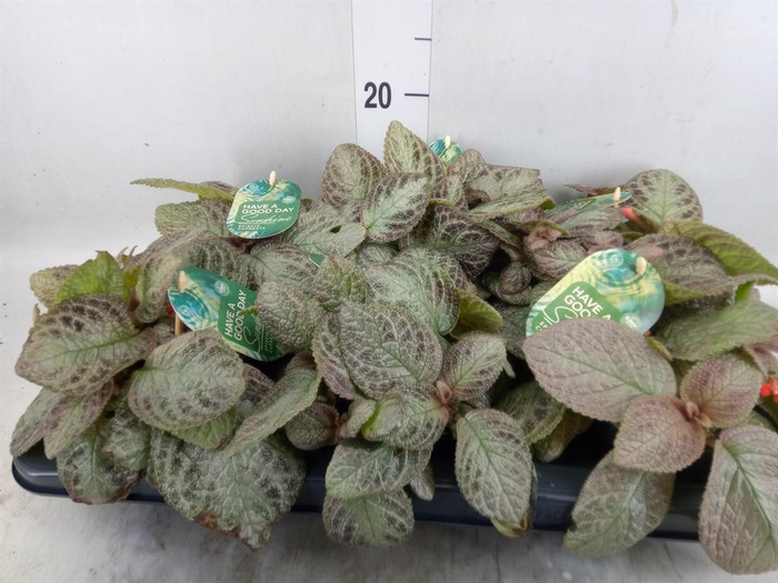 <h4>Episcia cupreata 'Tierra Plata'</h4>
