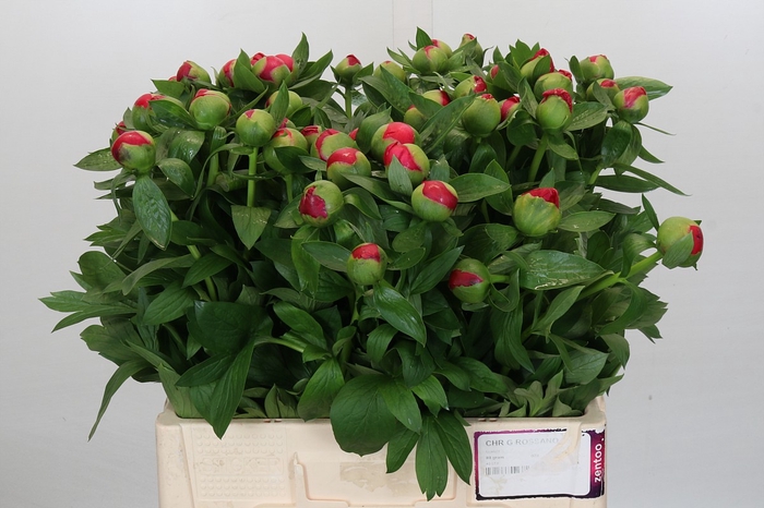 <h4>Paeonia Flame</h4>