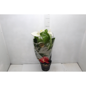 ANTHURIUM ALASKA P17 PREMIUM