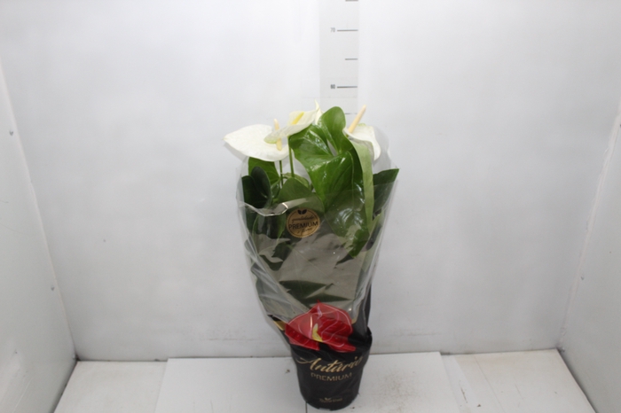 <h4>ANTHURIUM ALASKA P17 PREMIUM</h4>