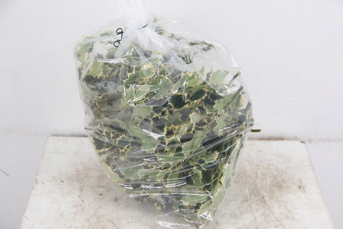 <h4>ILEX BONT PER BAG 500g</h4>
