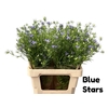 NIGELLA BLUE STAR