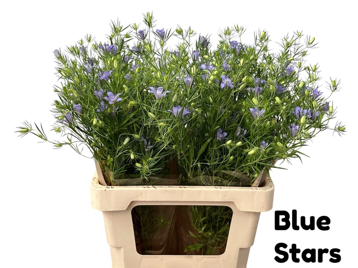 NIGELLA BLUE STAR
