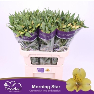 Alstr Morning Star