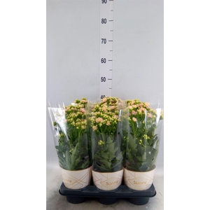 Kalanchoe  'MoreFlow Sunny Pink'