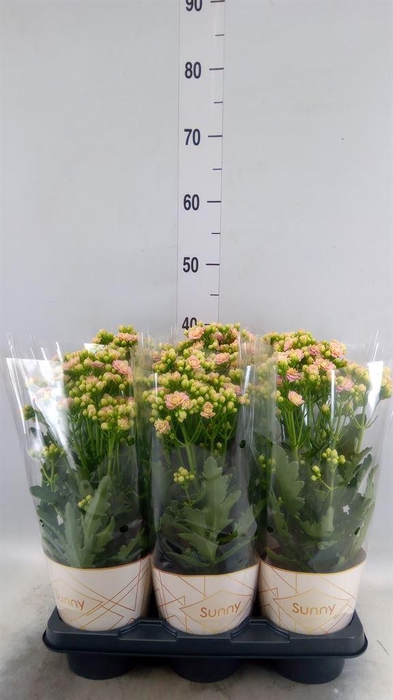 <h4>Kalanchoe  'MoreFlow Sunny Pink'</h4>