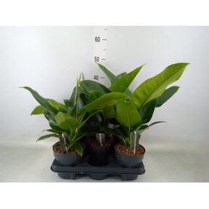 Philodendron  'Imperial Green'
