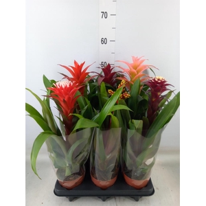 Bromelia   ...mix