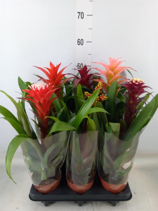 <h4>Bromelia   ...mix</h4>