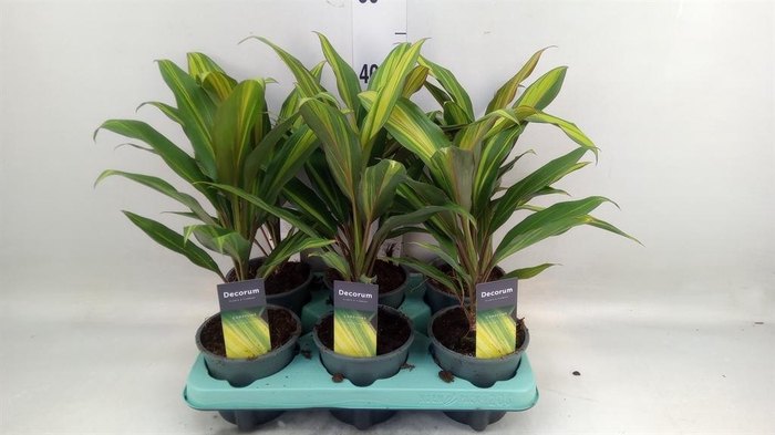 <h4>Cordyline fruti. 'Kiwi'</h4>