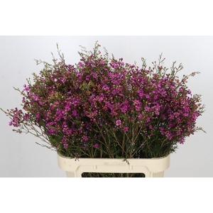 Chamelaucium Rotem