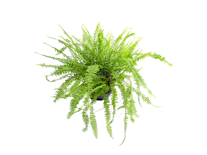 <h4>SAMAMBAIA PAULISTINHA METRO C21</h4>