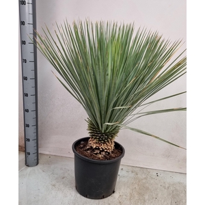 YUC ROSTRATA