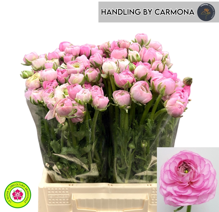 <h4>RAN EL PINK</h4>