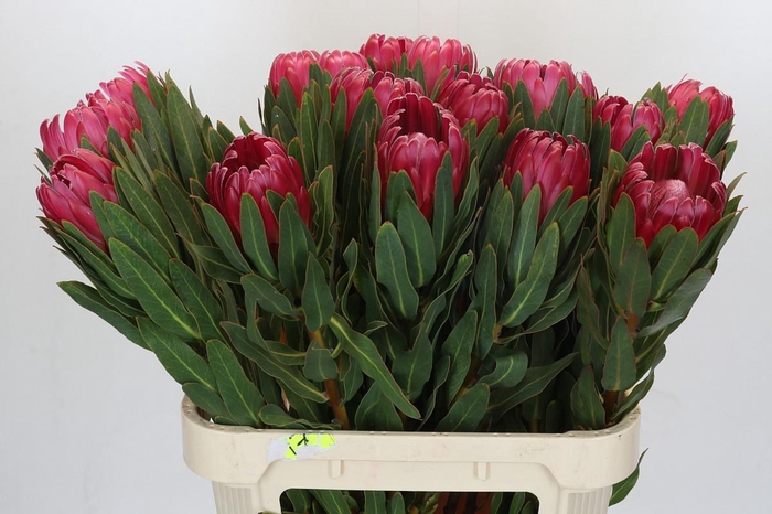 <h4>PROTEA BRENDA</h4>