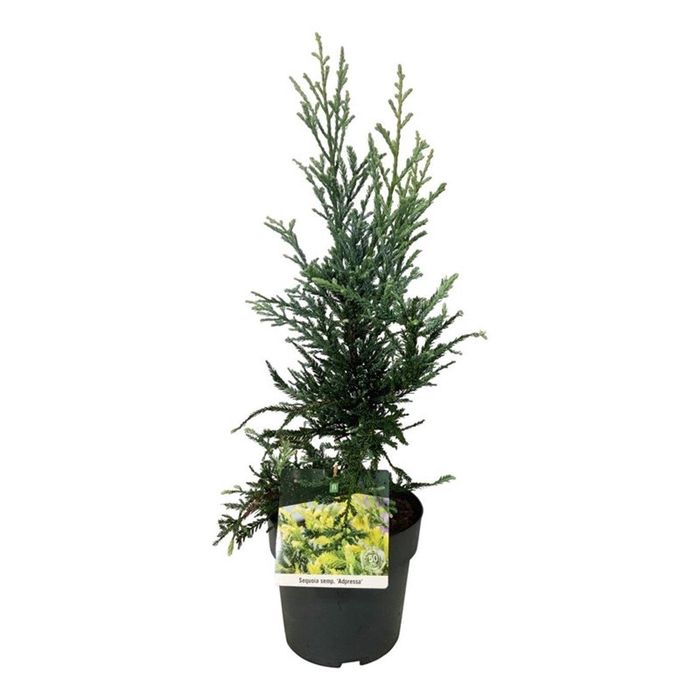 <h4>Sequoia sempervirens 'Adpressa'</h4>