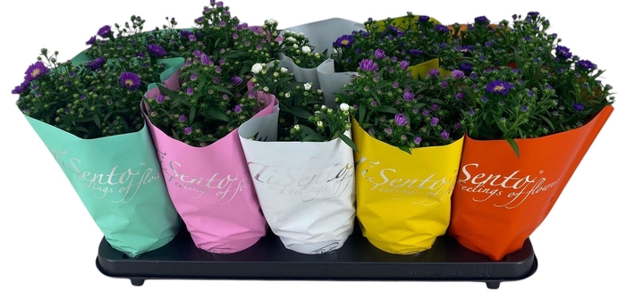 <h4>ASTE STARL GEM</h4>