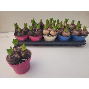 Hyacinthus orie.   ...mix 3