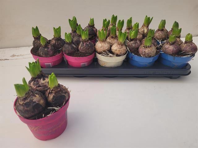 <h4>Hyacinthus ori. gemengd 3 kleuren</h4>