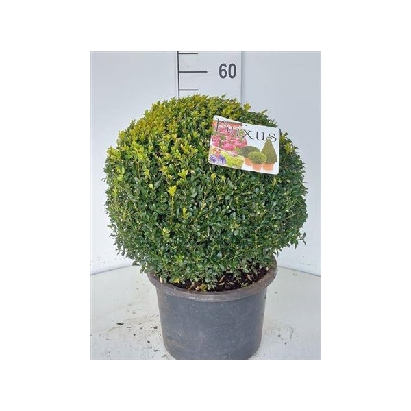 <h4>Buxu Sempervirens 40cm Diam.</h4>