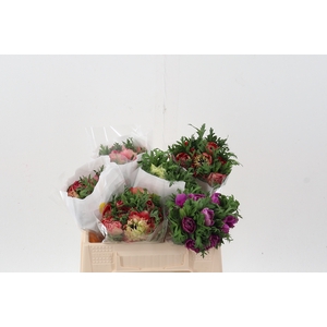 ANEM CO FULLSTAR ASSORTED 35cm