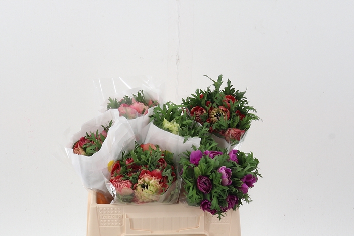 <h4>ANEM CO FULLSTAR ASSORTED 35cm</h4>