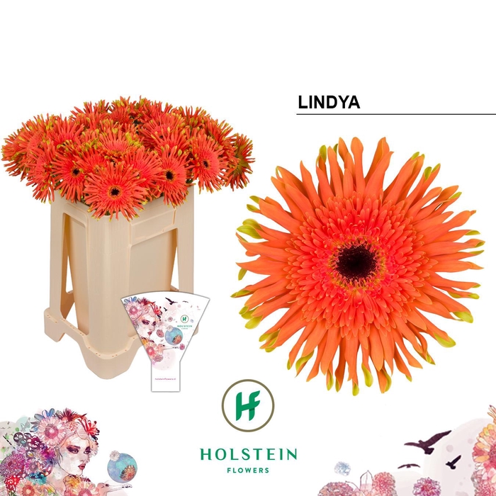 <h4>Gerbera Pasta Lindya Water</h4>