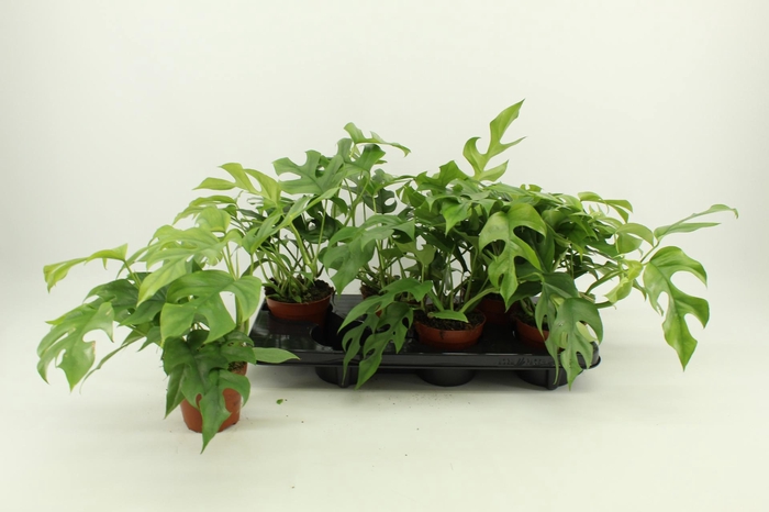 <h4>MONSTERA OV</h4>