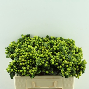 Hypericum Mag. Green Power Orca