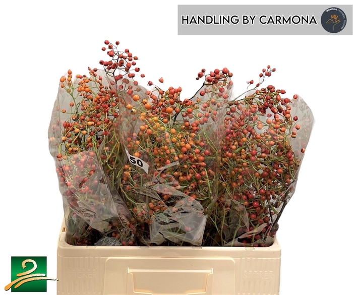 <h4>ROSA CORALLO</h4>