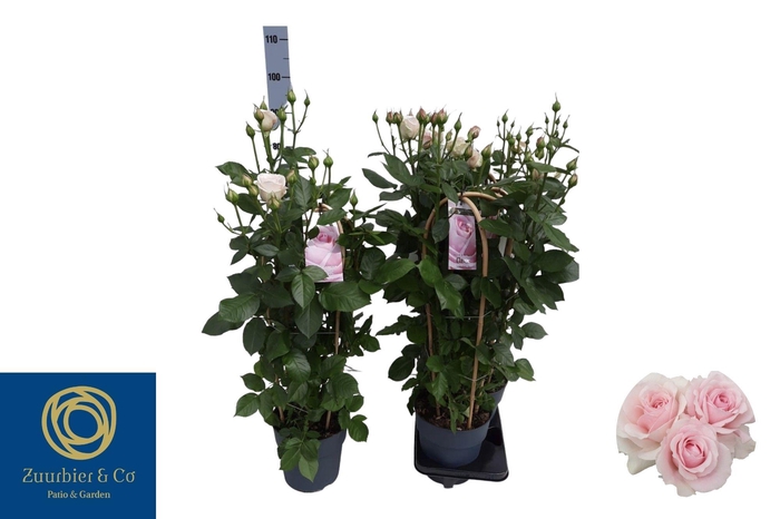 <h4>ROSA FL CLAS SELECT</h4>