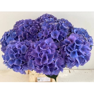 HYDR M ROY PALACE DARK BLUE