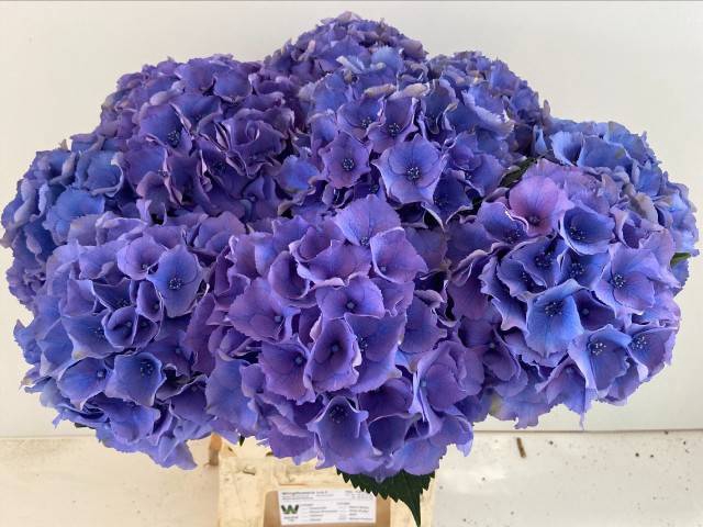 <h4>HYDR M ROY PALACE DARK BLUE</h4>