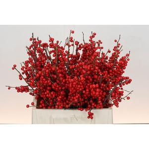 Ilex Rood