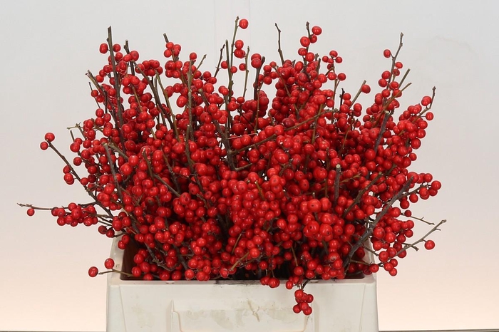 Ilex Rood