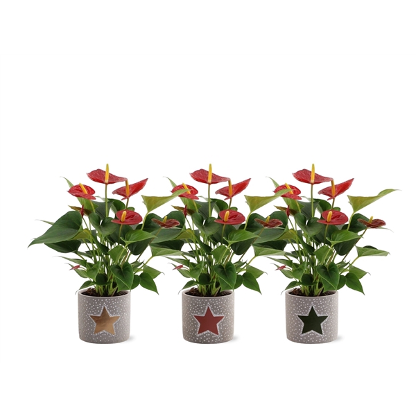 <h4>Anthurium Diamond Red in Jazz ceramics</h4>